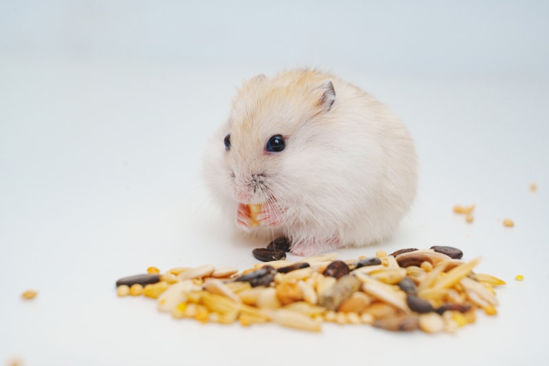 hamster eating seeds