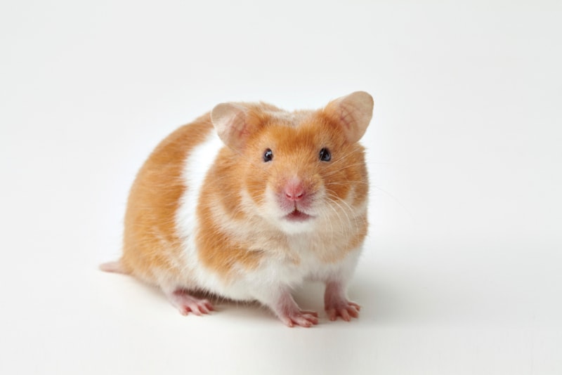 hamster isolated in white background