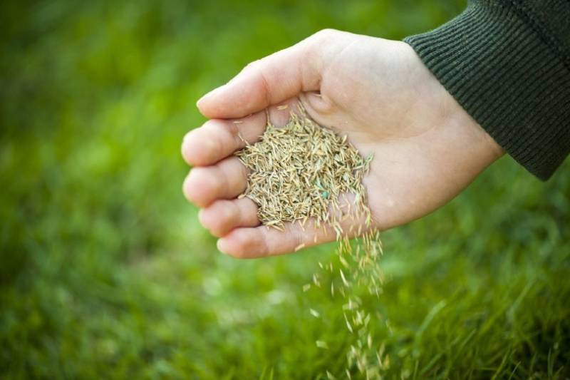 hand holding grass seed