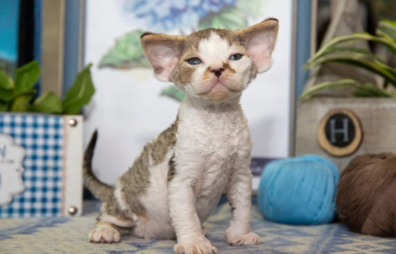 harlequin devon rex cat kitten