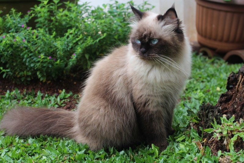 himalayan cat sitting on grass outdoor