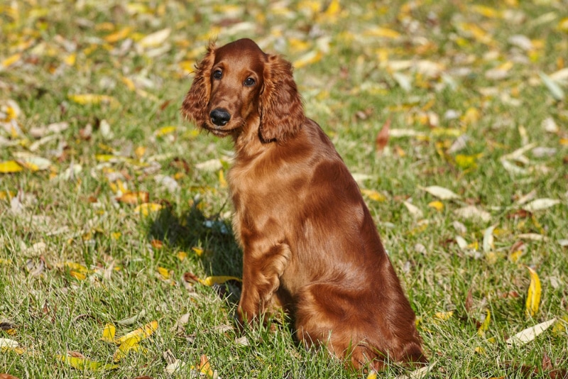 irish setter puppy sitting on lawn