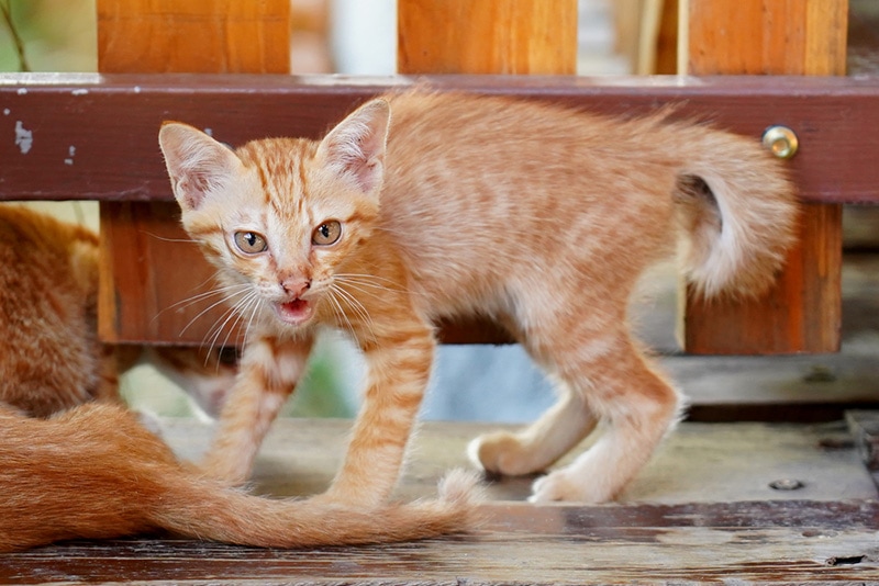 kitten hisses hissing