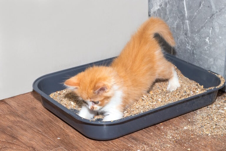 Picture of Can You Put Baking Soda in Cat Litter? Vet-Reviewed Safety Facts ...