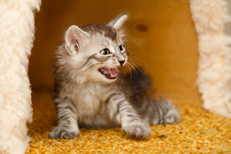 little kitten is angry and hissing