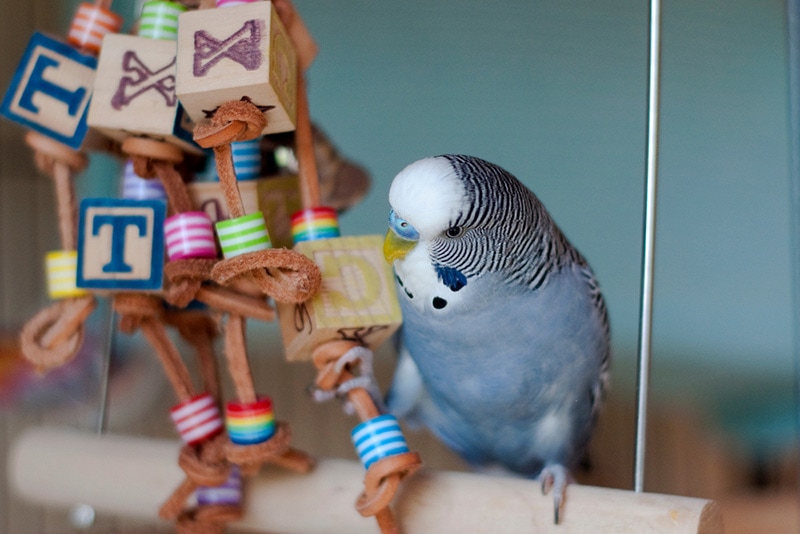 male blue budgie mauve budgie gray budgie playing