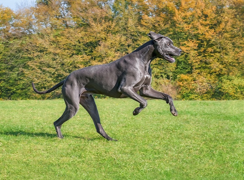 male blue great dane dog running across the grass