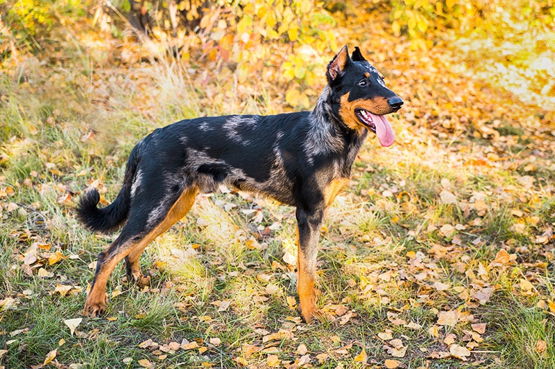 merle beauceron dog outdoor