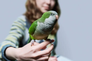 How to Take Care of a Parakeet: 11 Vet Approved Tips | Hepper Pet Resources - Grateful Parakeet Owners Grooming Niche