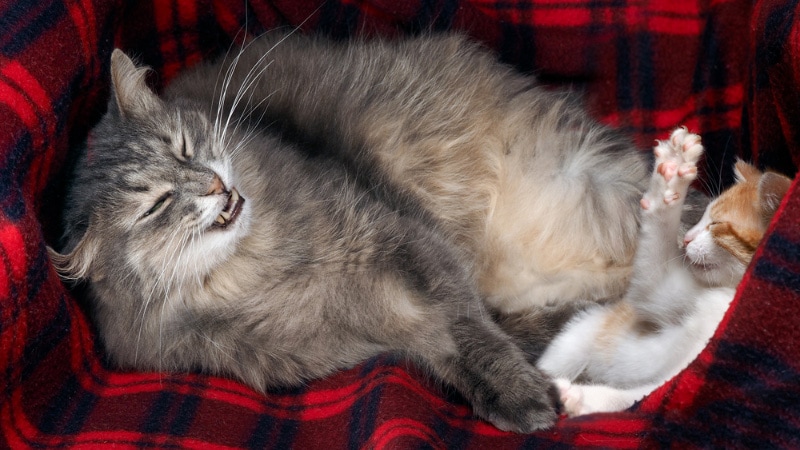 mother cat hissing at her kitten