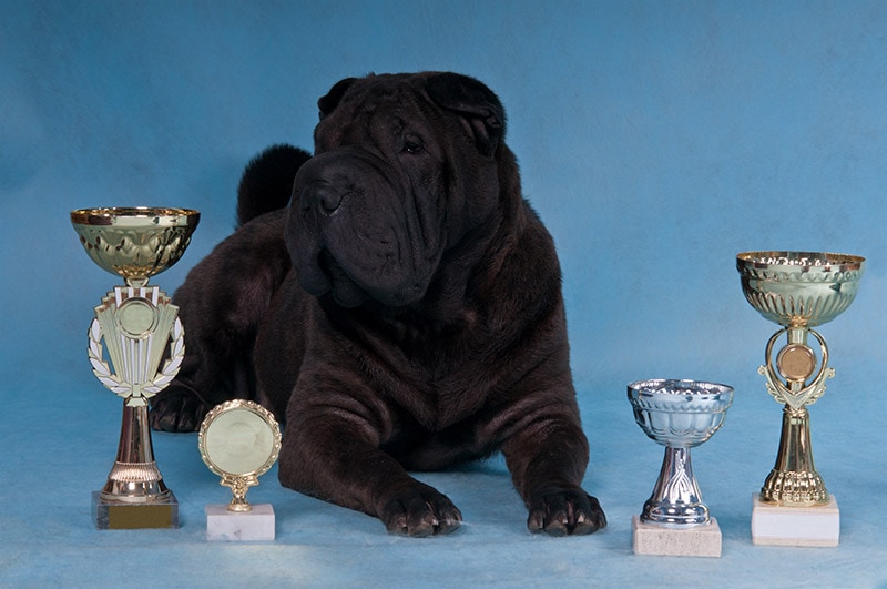 multi-awarded black sharpei dog surrounded with trophies