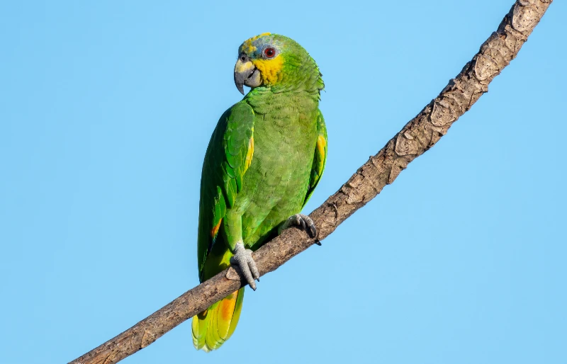 orange winged amazon parrot bird perched on a branch
