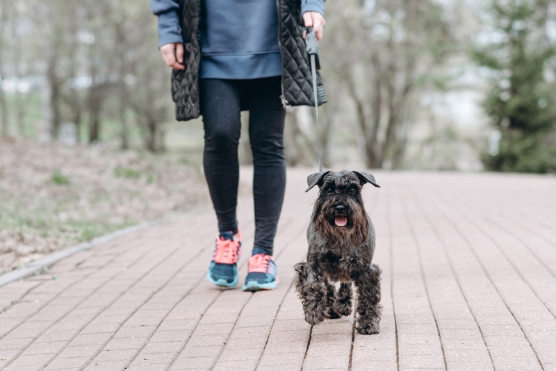 owner walking the miniature schnauzer dog at the park