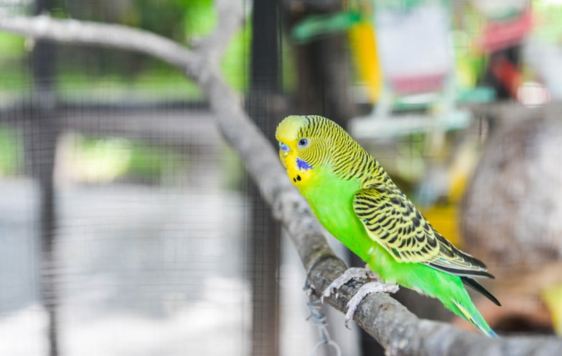 parakeet bird perching in the cage