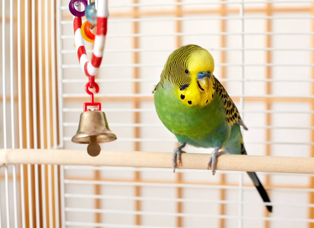 Parakeet in cage next to bell