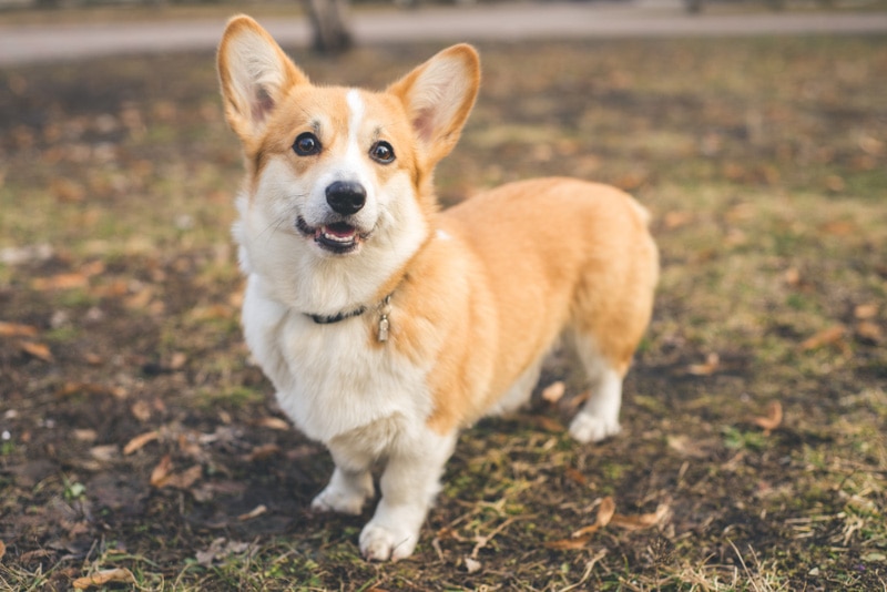pembroke welsh corgi dog standing outdoor