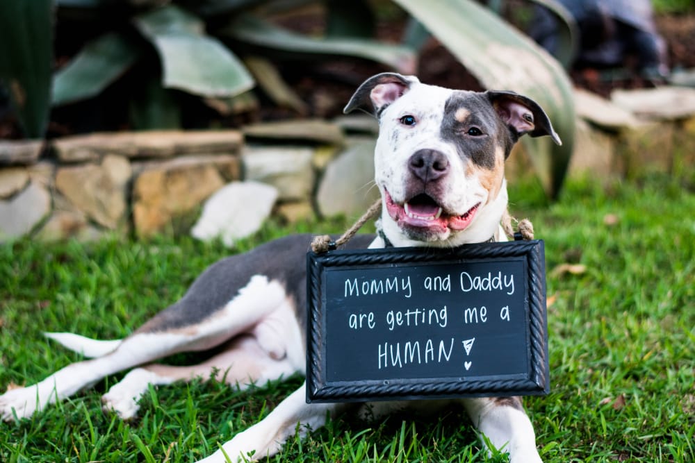 pit bull show cases that his mom and dad announcement preganancy