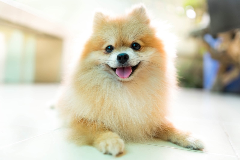 pomeranian dog smiling while lying on the floor