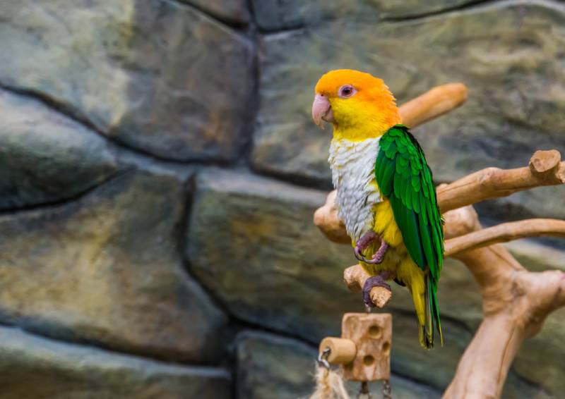 portrait of a white bellied caique