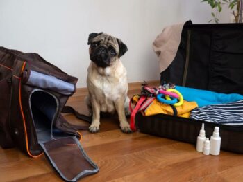 Photo inspiration: Fresh Look at Traveling To Mexico With A Dog 8 Vet Approved Tips