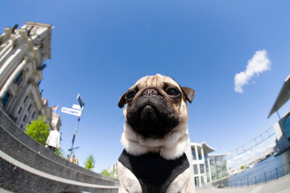 pug fisheye shot in Berlin Germany Europe