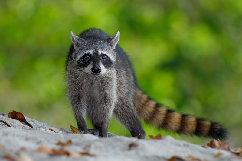 racoon walking on the beach