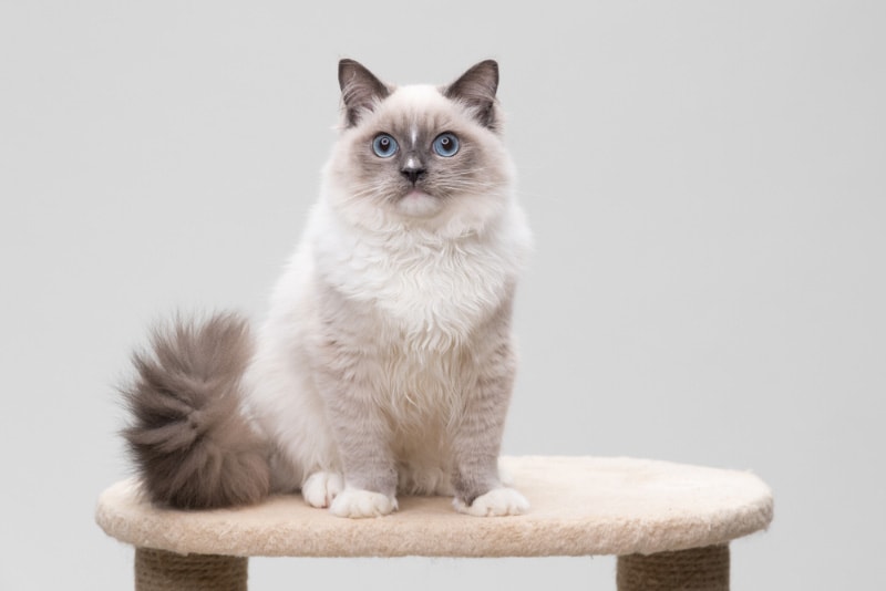 ragdoll cat sitting on a cat tree