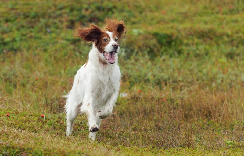 red and white irish setter running on the grass outdoors