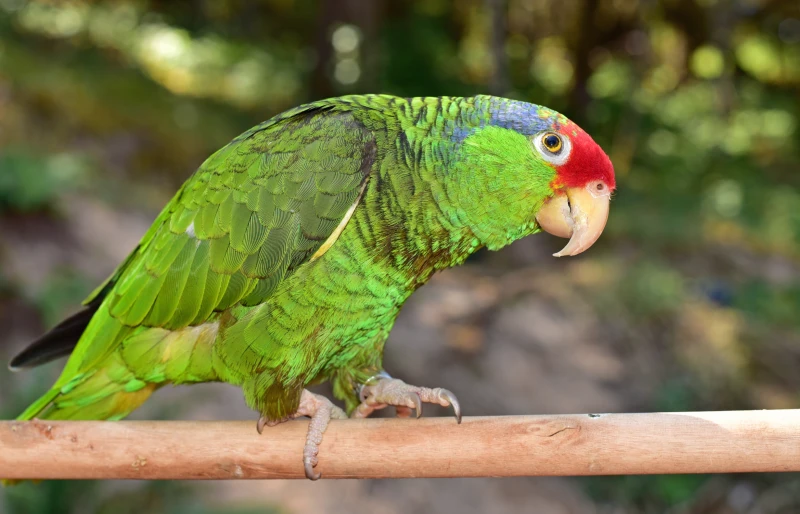 red-crowned amazon (Amazona viridigenalis), also known as the red-crowned parrot, green-cheeked amazon or Mexican red-headed parrot