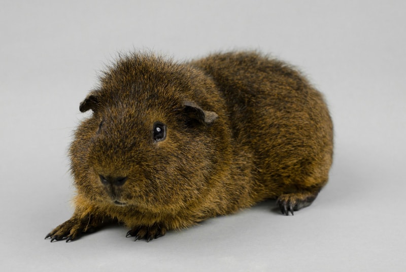 rex guinea pig