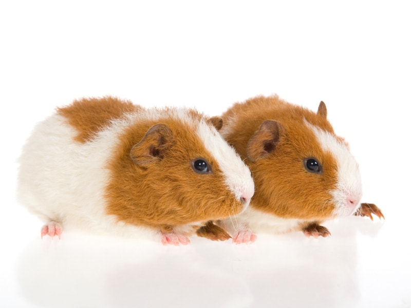 rex guinea pigs in white background