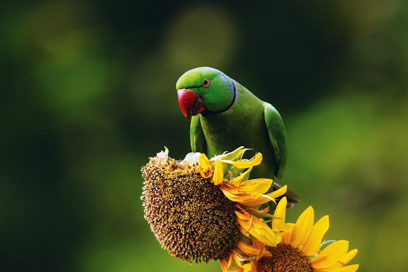 rose-ringed parakeet bird eating sunflower