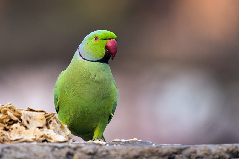 rose-ringed parakeet