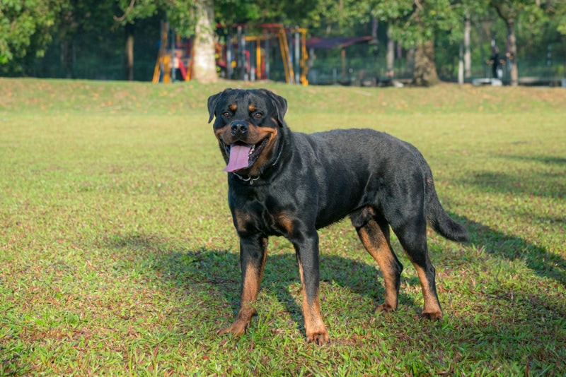 rottweiler dog standing in the field