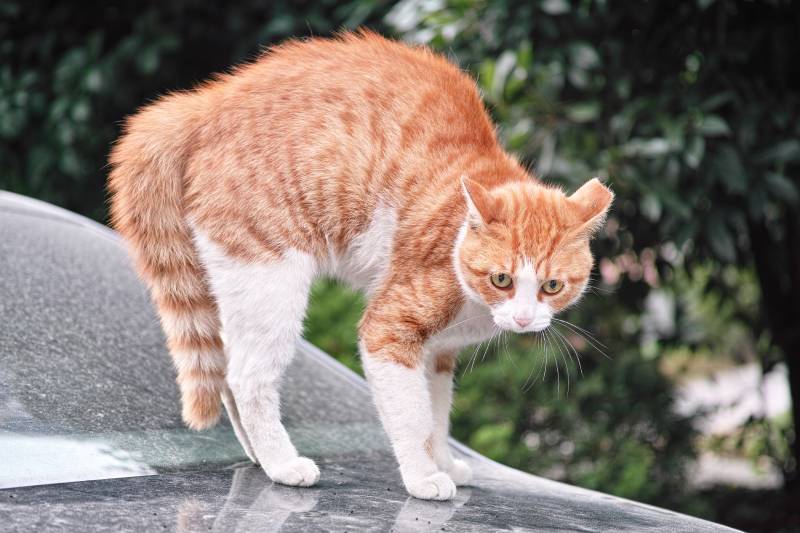 What Does A Scared Cat Look Like What Does A Scared Cat Look Like