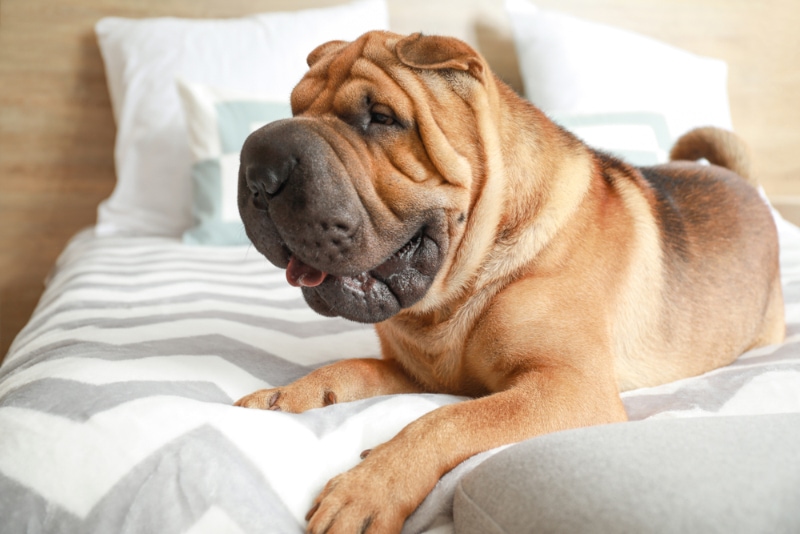 shar pei dog lying on bed