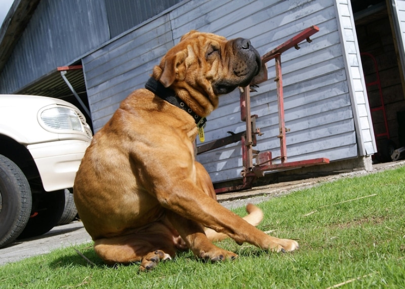 shar pei dog scratching its body