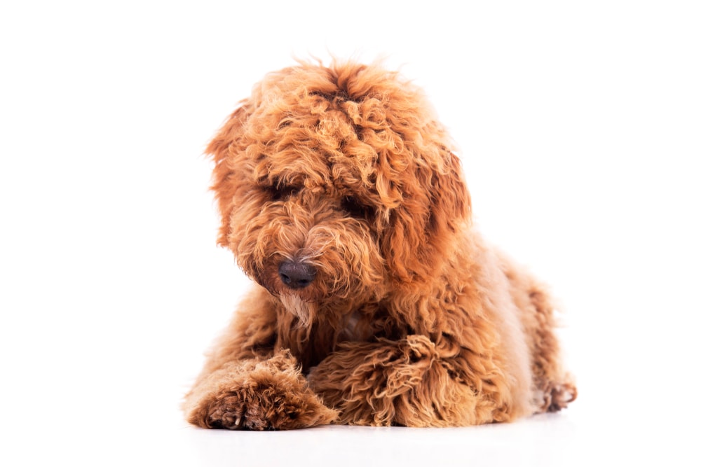 Irish doodle puppy