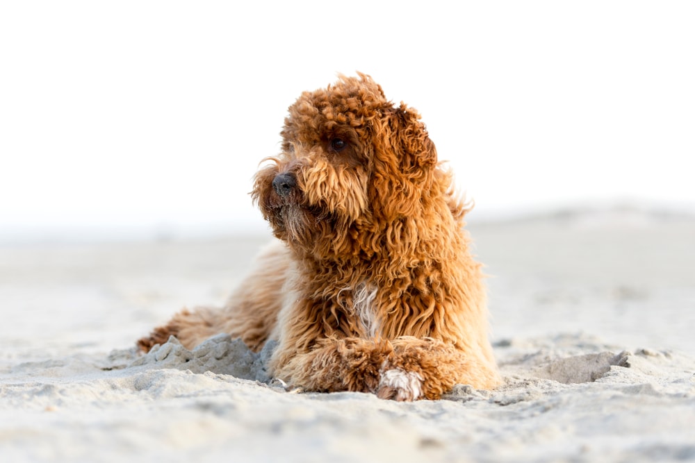 Irish doodle dog playing on the beach