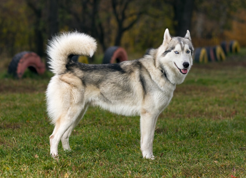 siberian husky dog standing on grass