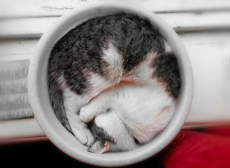 sleeping cat curled up in a basin