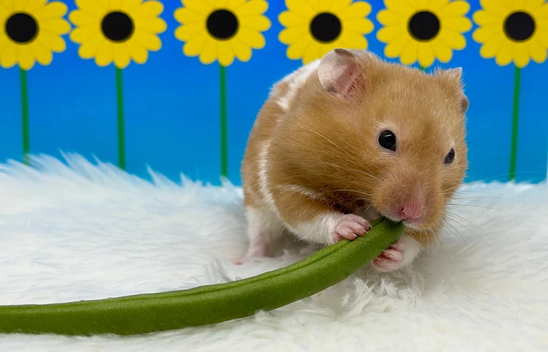 syrian hamster eating green bean