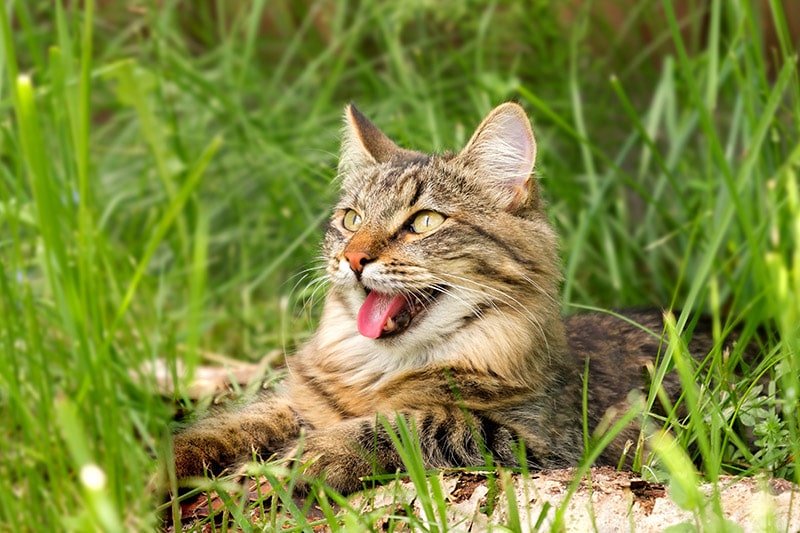 tabby cat lying on the grass bleps