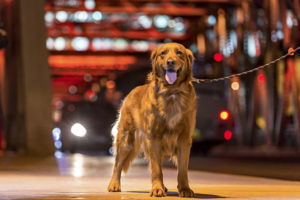the owner walking outside the golden dog at night