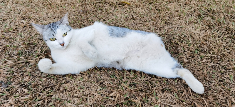 three legged cat lying on its back outdoor