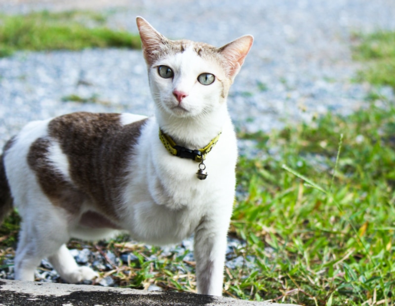 three legged cat walking outdoor