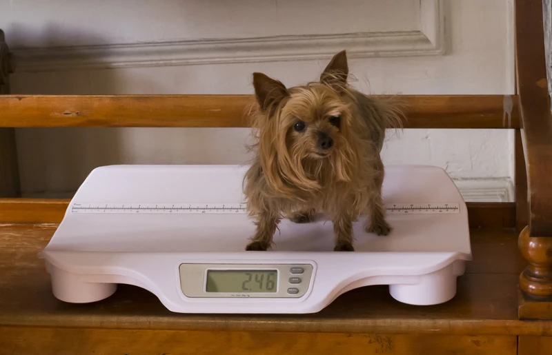 tiny yorkshire terrier on pet veterinary weighing scale on a wooden bench
