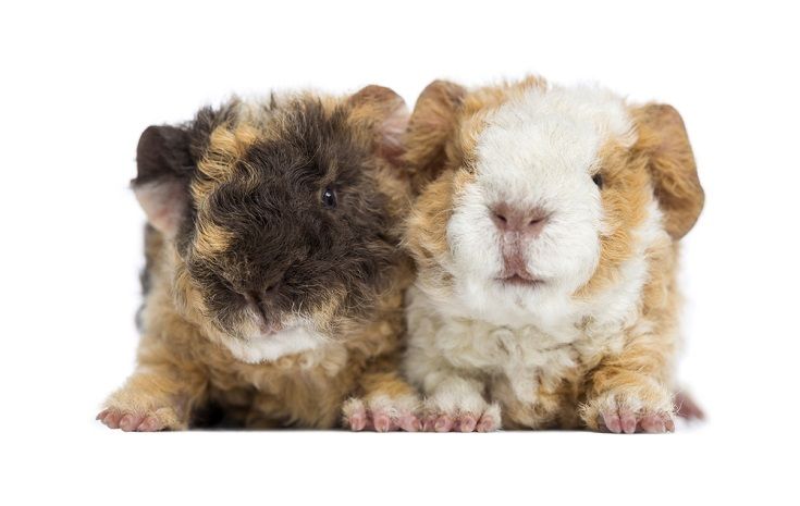 two alpaca guinea pigs