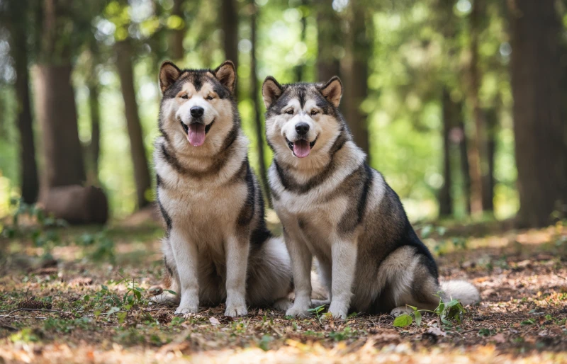 two female alaskan malamute dogs sitting outdoors