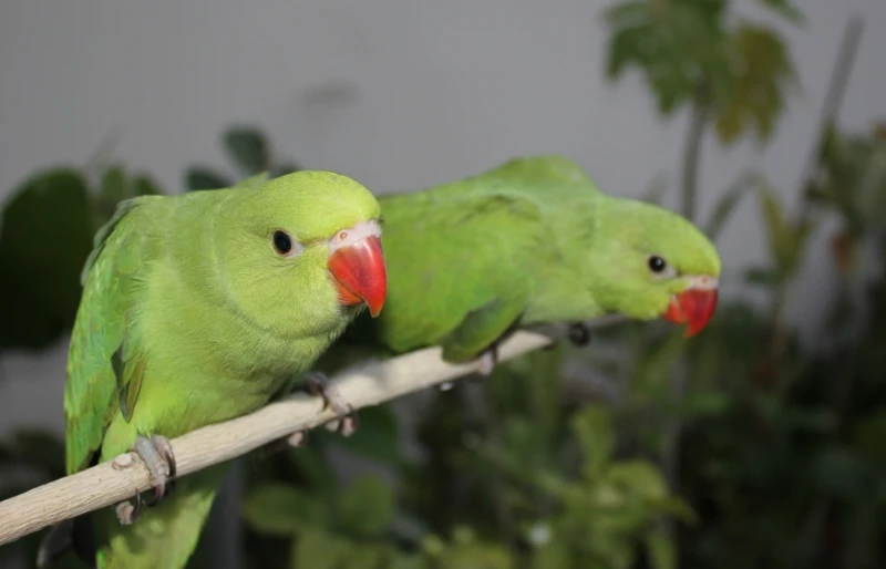 two female indian ringneck parrot birds on a branch